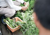 夏野菜