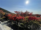 京都の紅葉