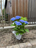 紫陽花