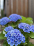 紫陽花