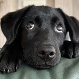 愛犬の写真