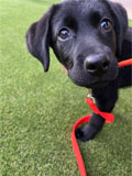 愛犬