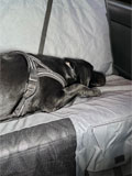 社内での愛犬