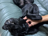 愛犬フォト